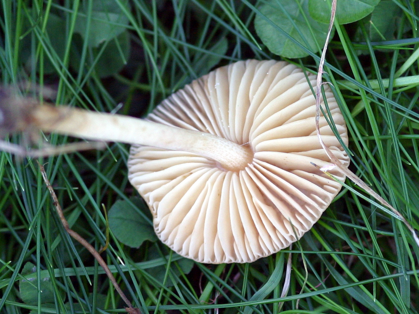 Afficher le média marasmius_oreades4md marasmius_oreades4md