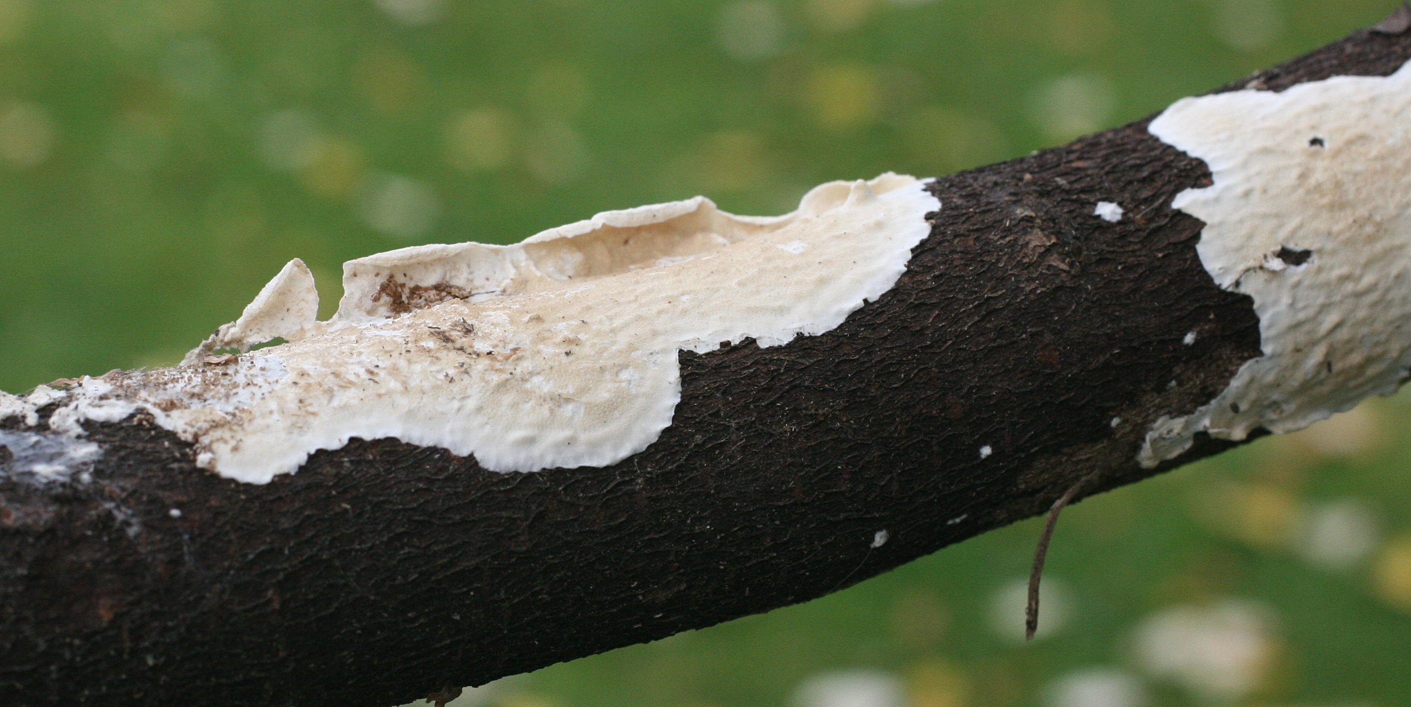 meruliopsis_corium2bd