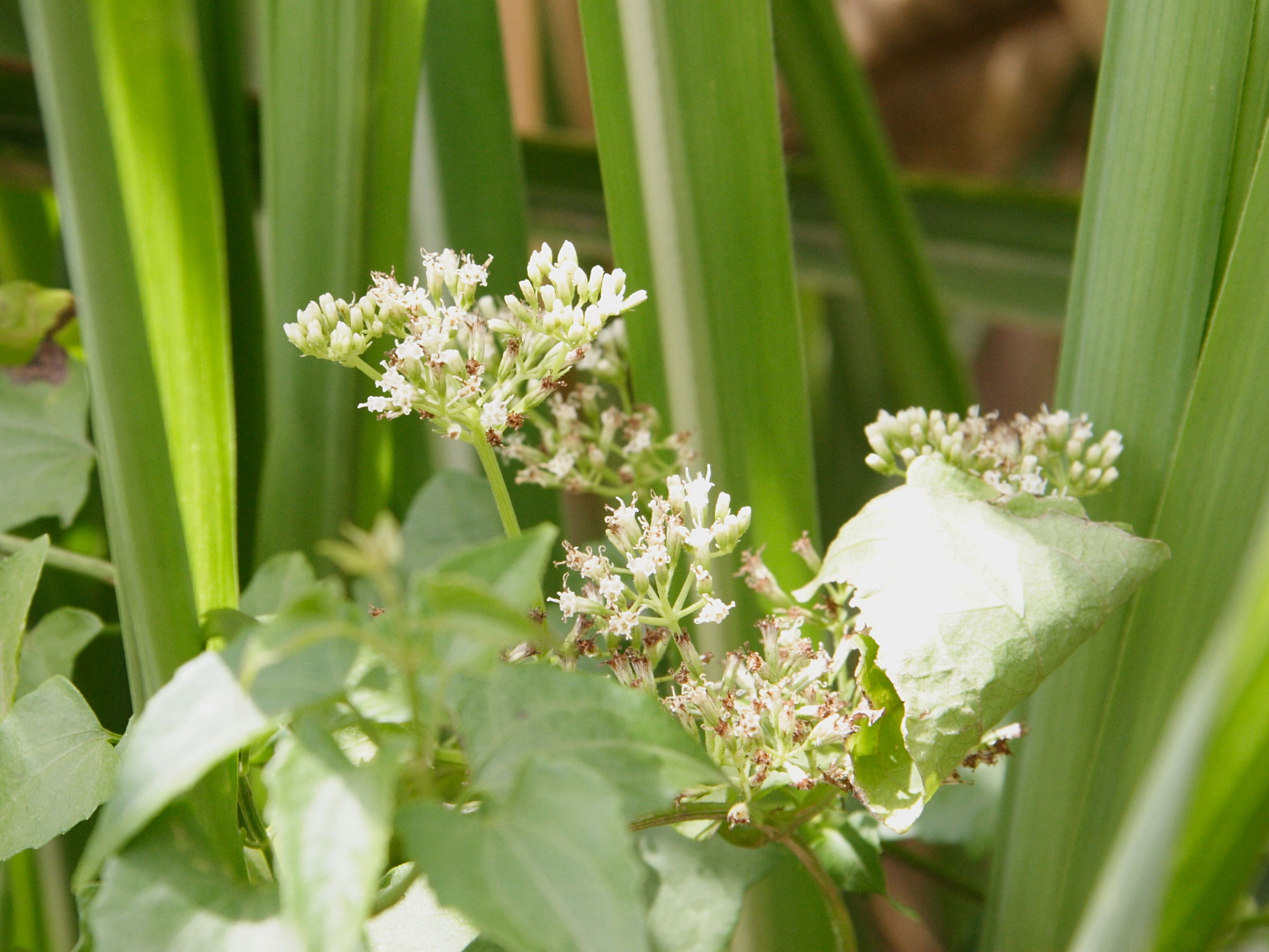 mikania_micrantha1md