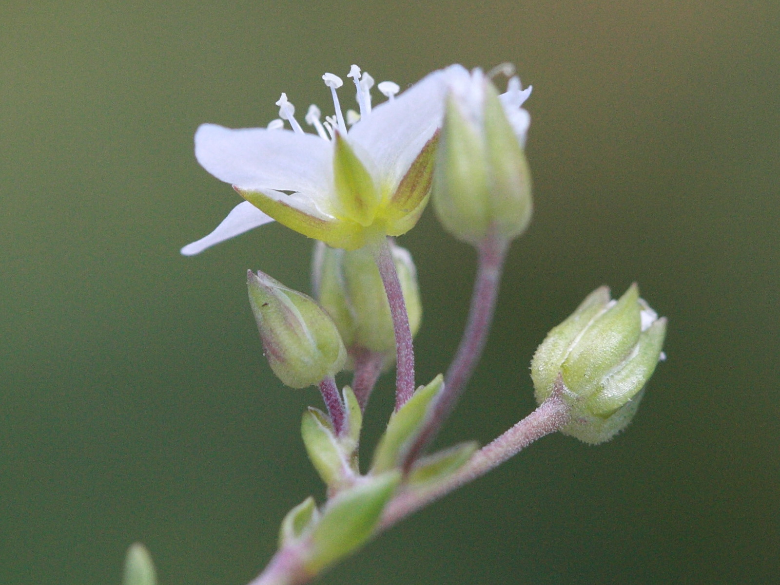 Afficher le média minuartia_rupestris4bd minuartia_rupestris4bd