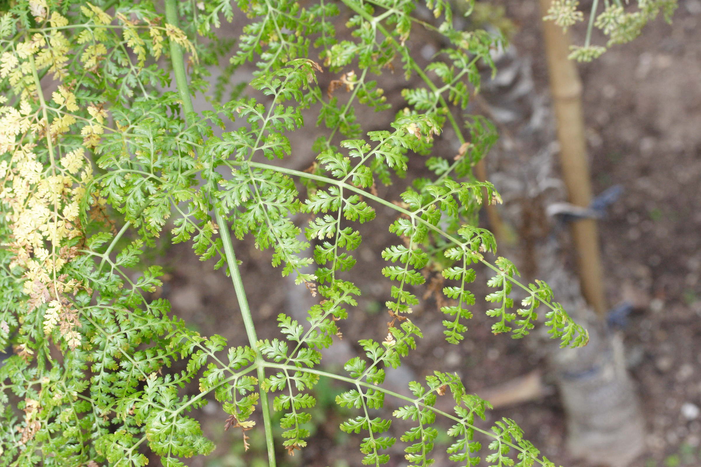 Afficher le média monizia_edulis3md monizia_edulis3md