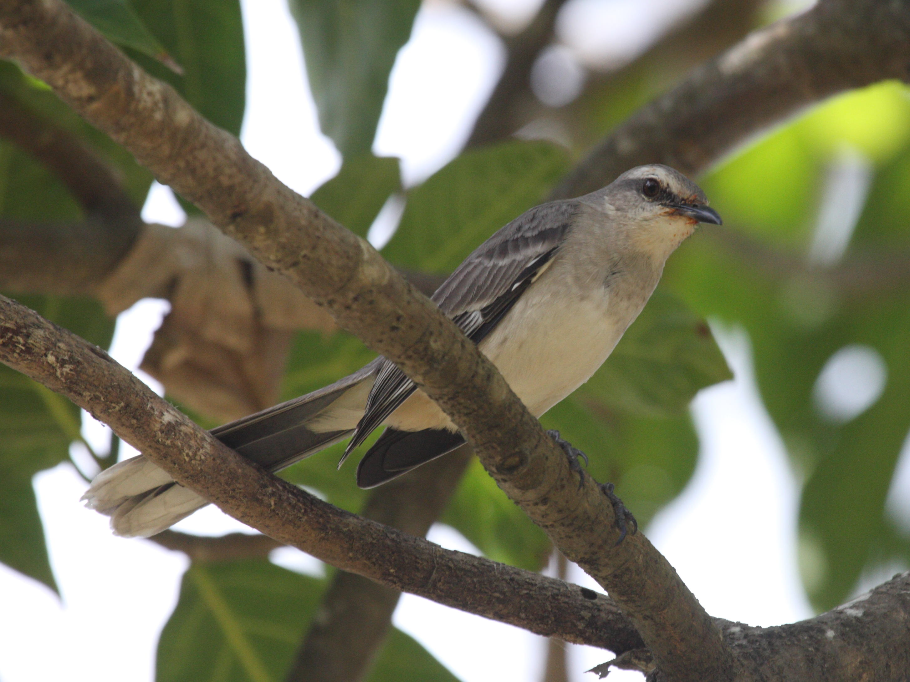moqueur_des_savanes_-_mimus_gilvus1bd