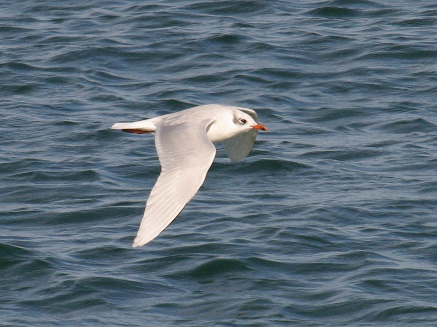 Afficher le média mouette_melanocephale_-_ichthyaetus_melanocephalus4bd mouette_melanocephale_-_ichthyaetus_melanocephalus4bd