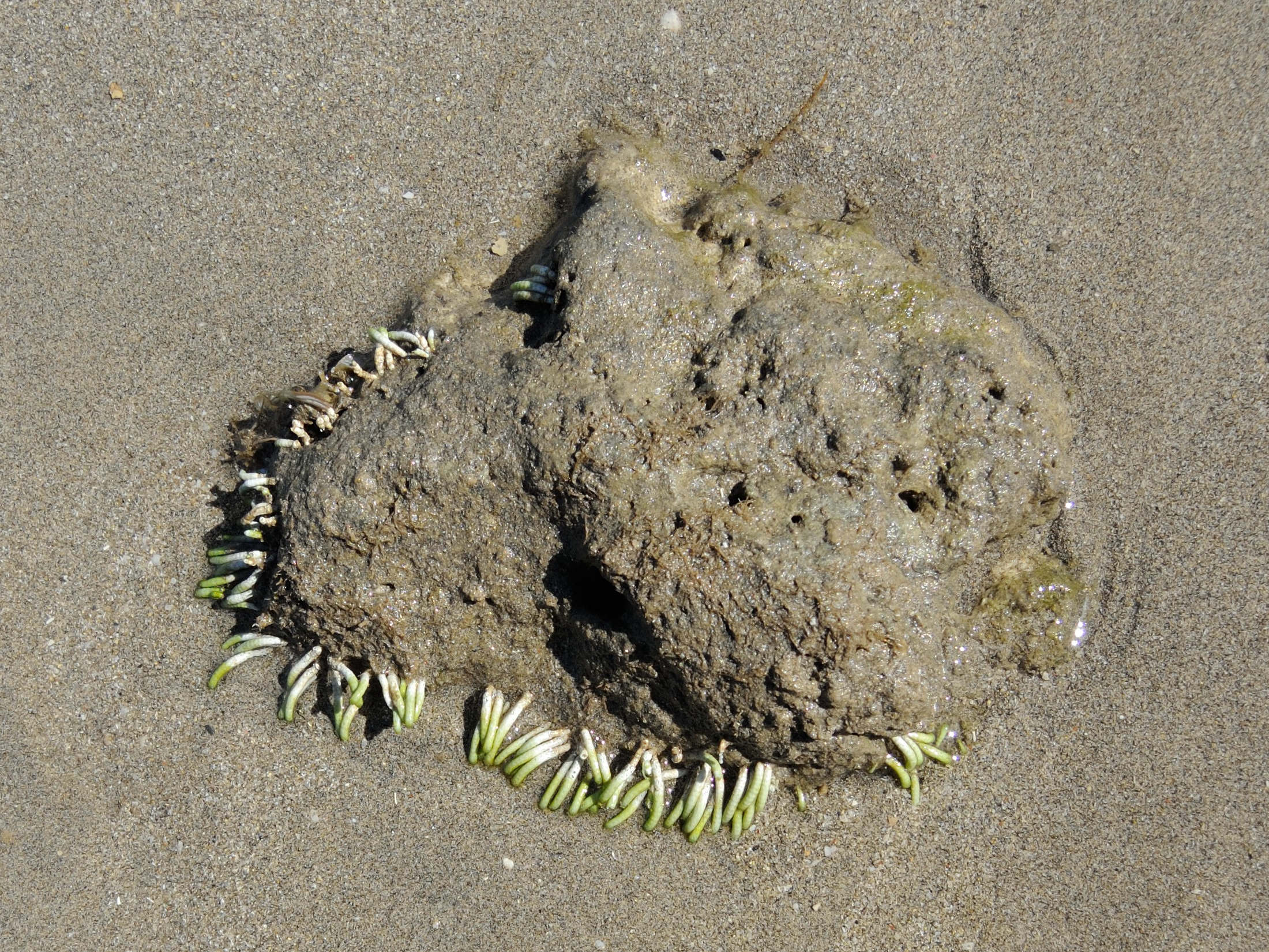 neomeris_annulata2md