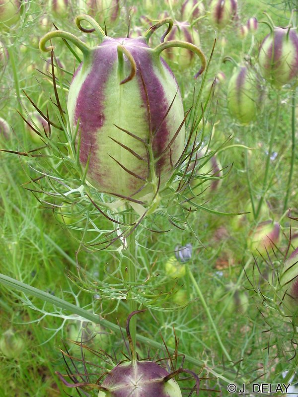 Afficher le média nigella_sativa3jd nigella_sativa3jd