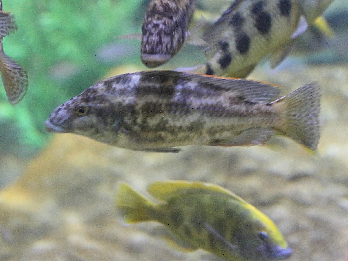 nimbochromis_polystigma1md