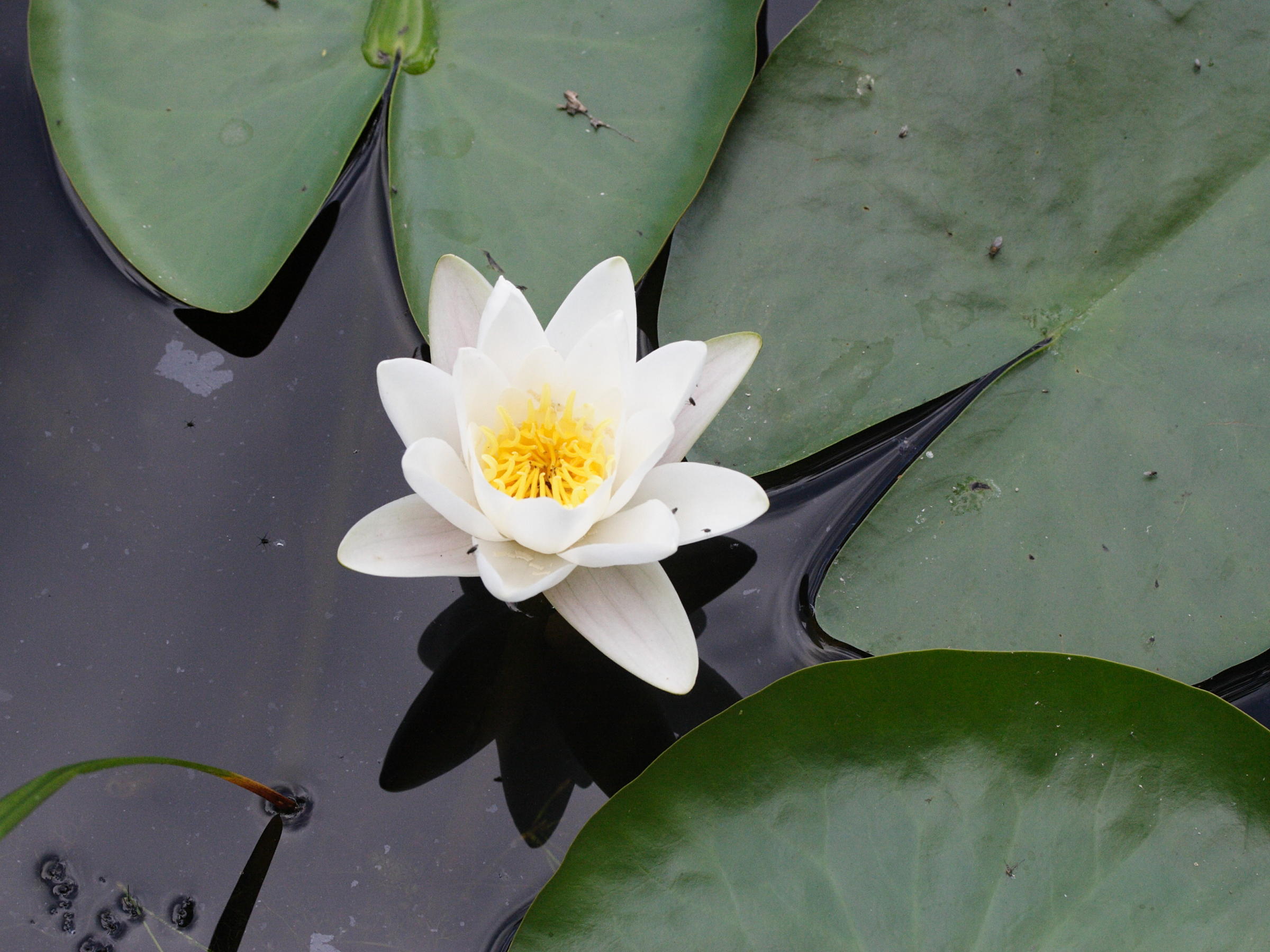 Afficher le média nymphaea_alba3md nymphaea_alba3md