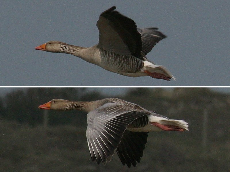 oie_cendree_-_anser_anser3md