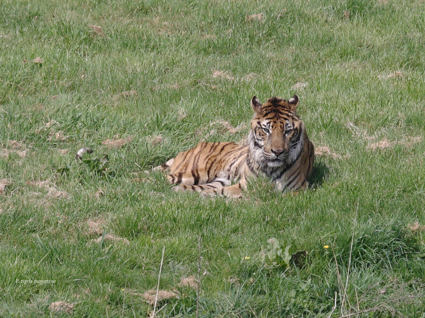 panthera_tigris_sumatrae1bd