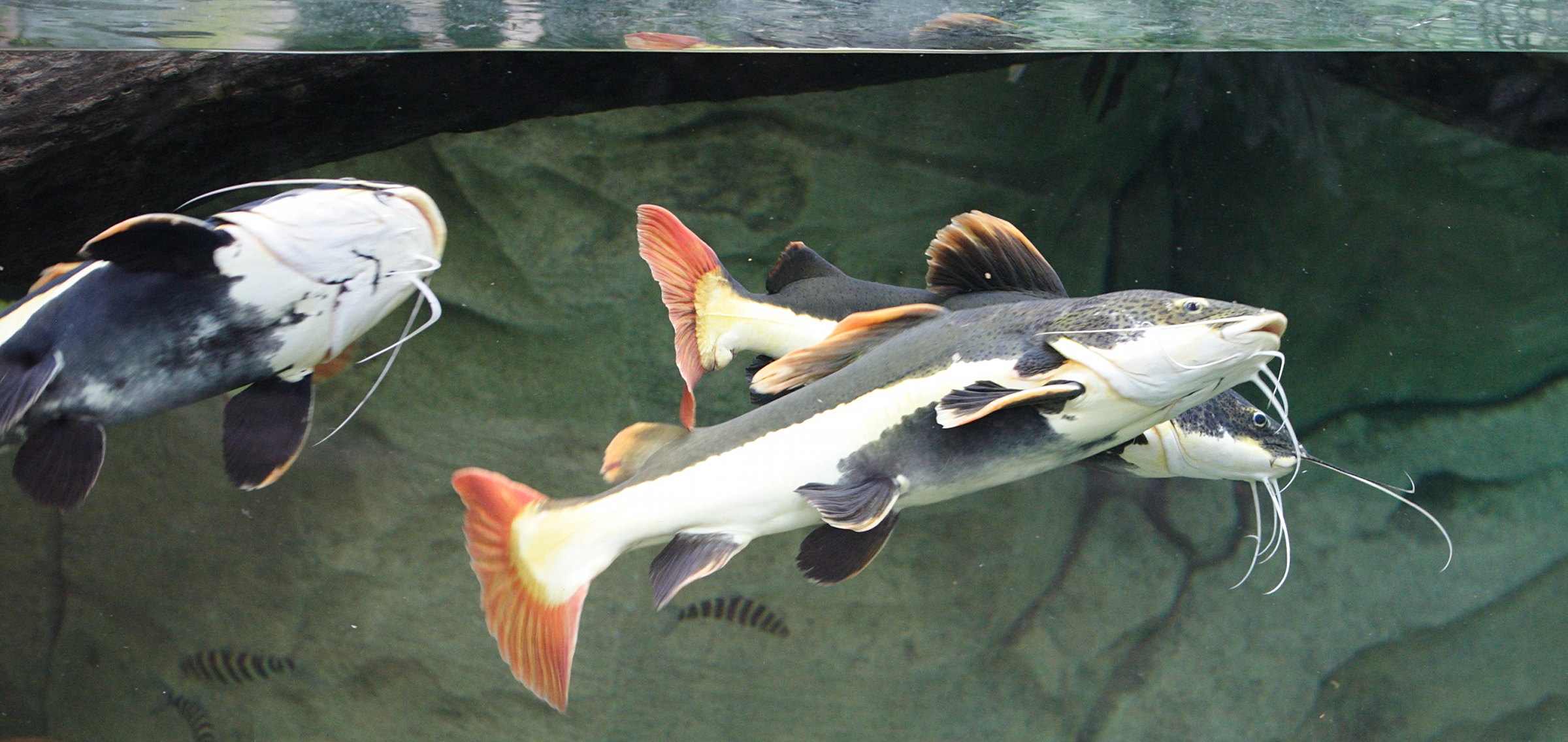 phractocephalus_hemioliopterus1md