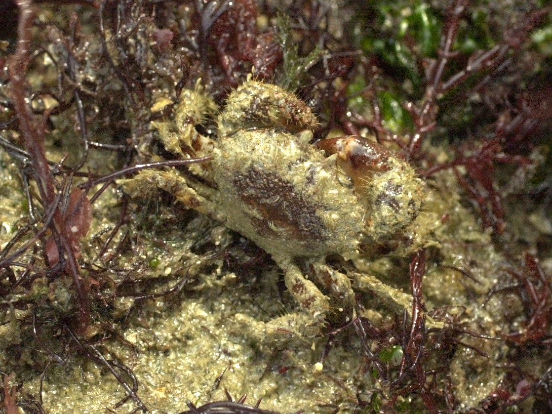 pilumnus_hirtellus1md