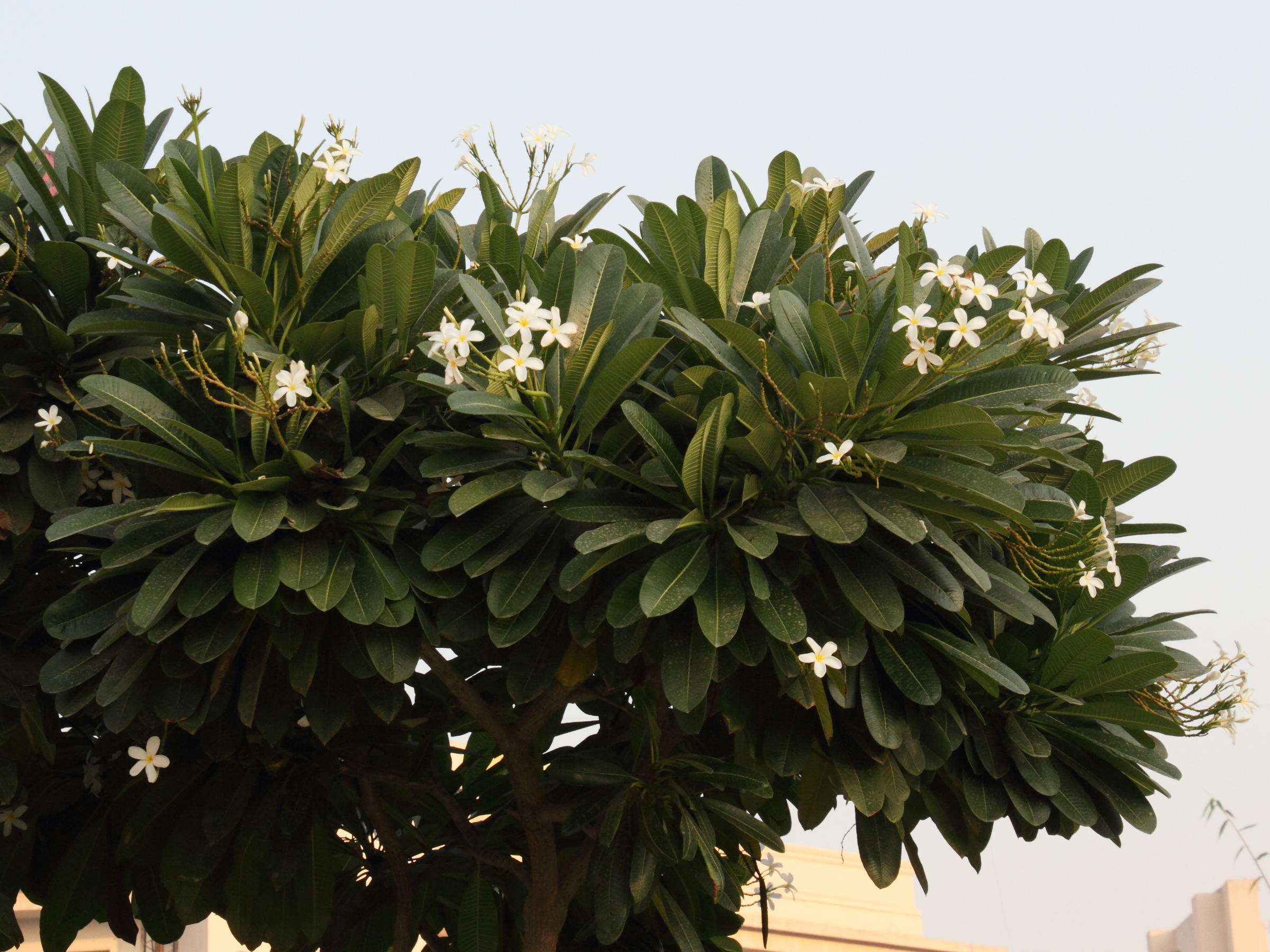 plumeria_acuminata1md