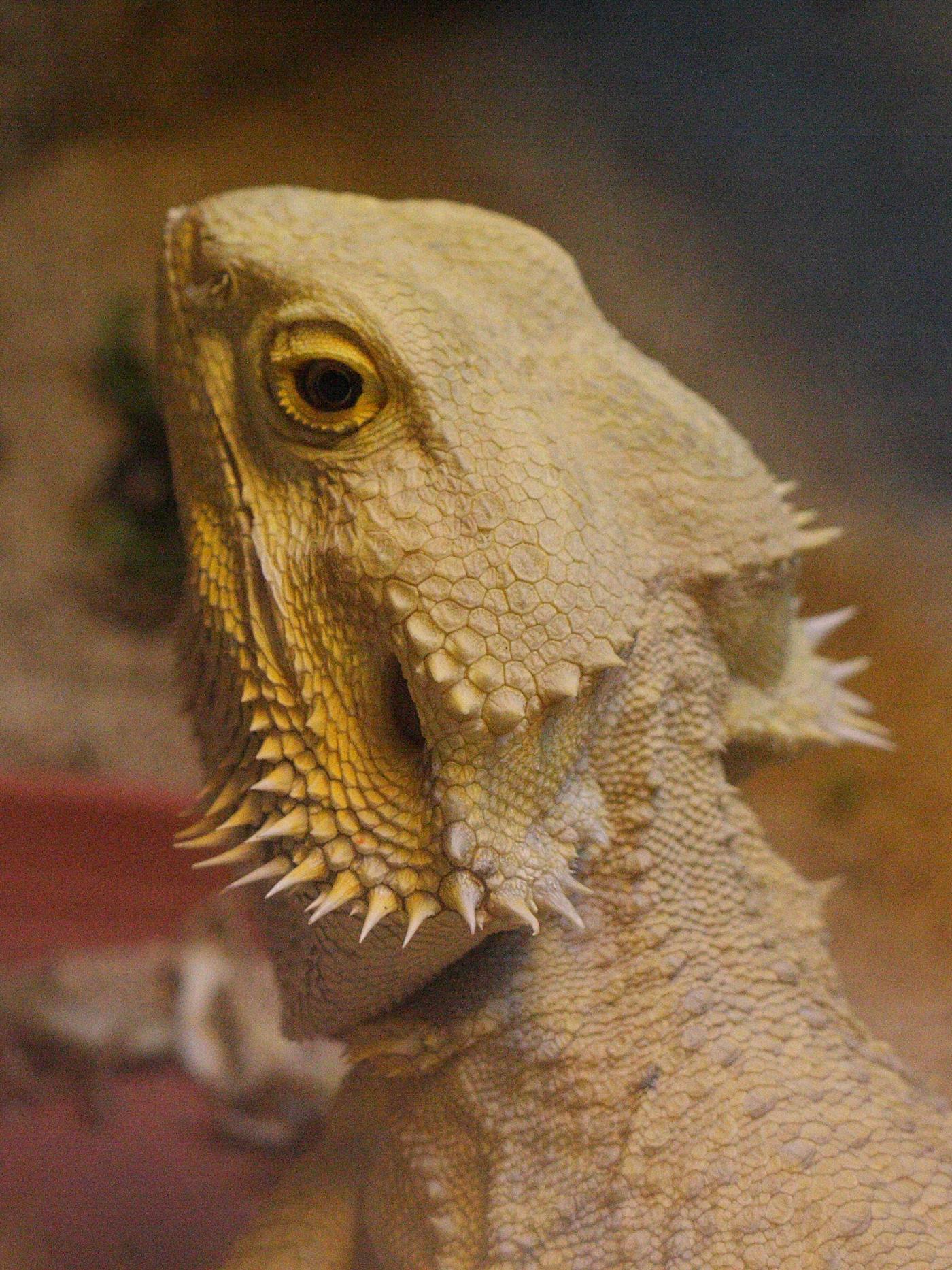 pogona_vitticeps1bbd