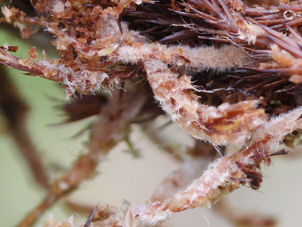 Afficher le média polytrichum_strictum2md polytrichum_strictum2md