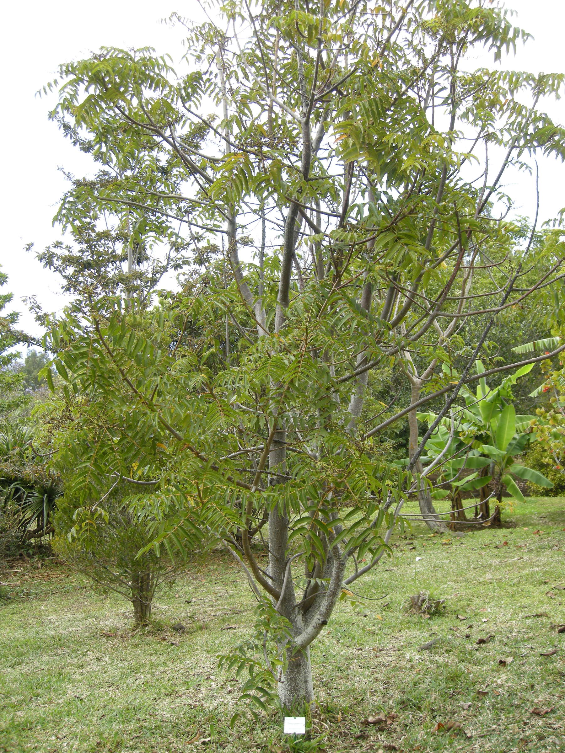 Afficher le média poupartia_borbonica3md poupartia_borbonica3md