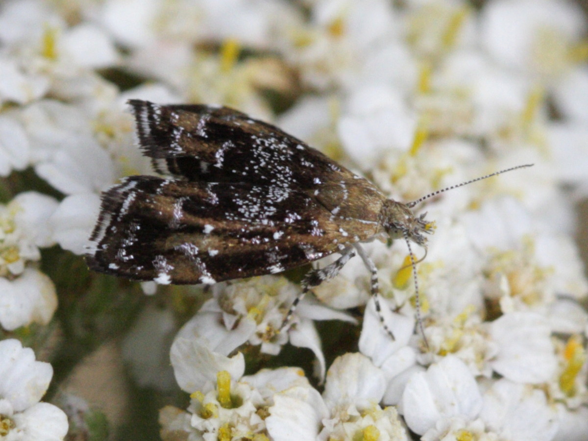 Afficher le média prochoreutis_sehestediana2bd prochoreutis_sehestediana2bd