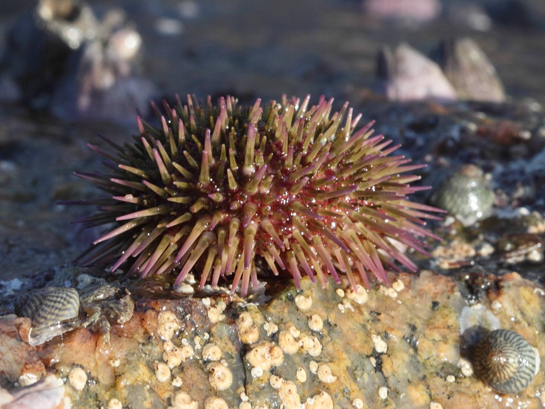 Afficher le média psammechinus_miliaris1bd psammechinus_miliaris1bd