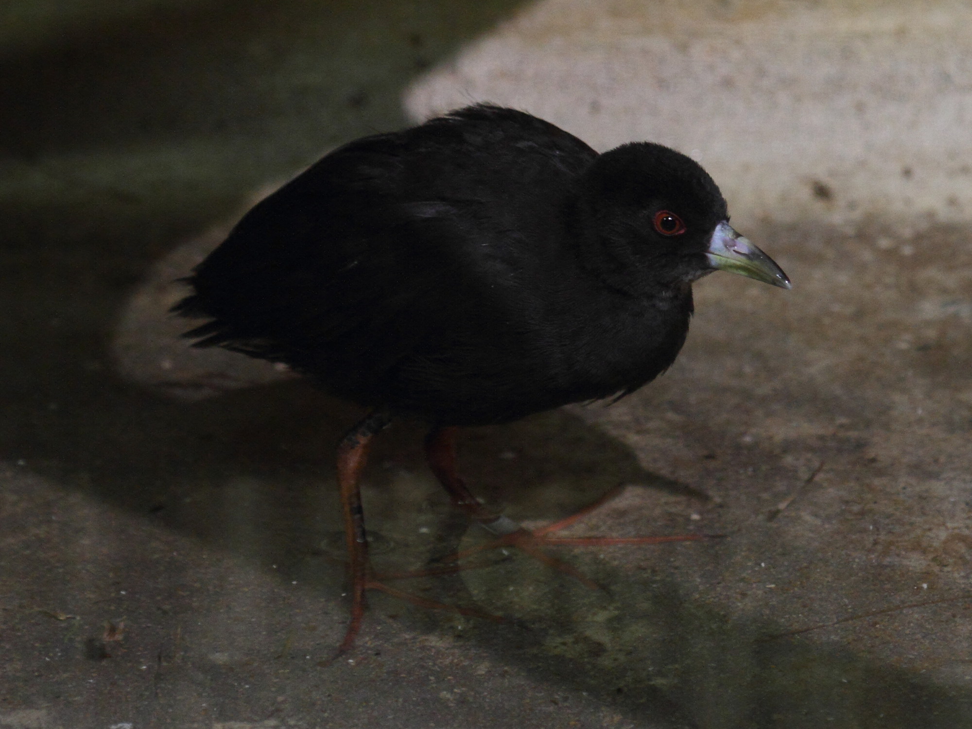 rale_a_bec_jaune_-_amaurornis_flavirostra3bd