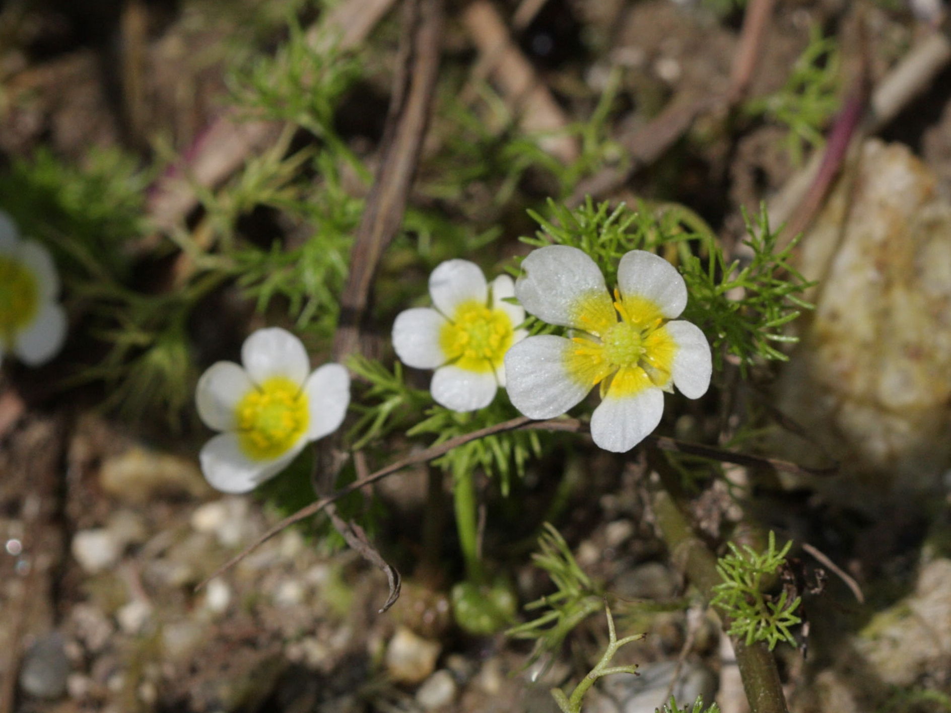 ranunculus_baudotii1bd