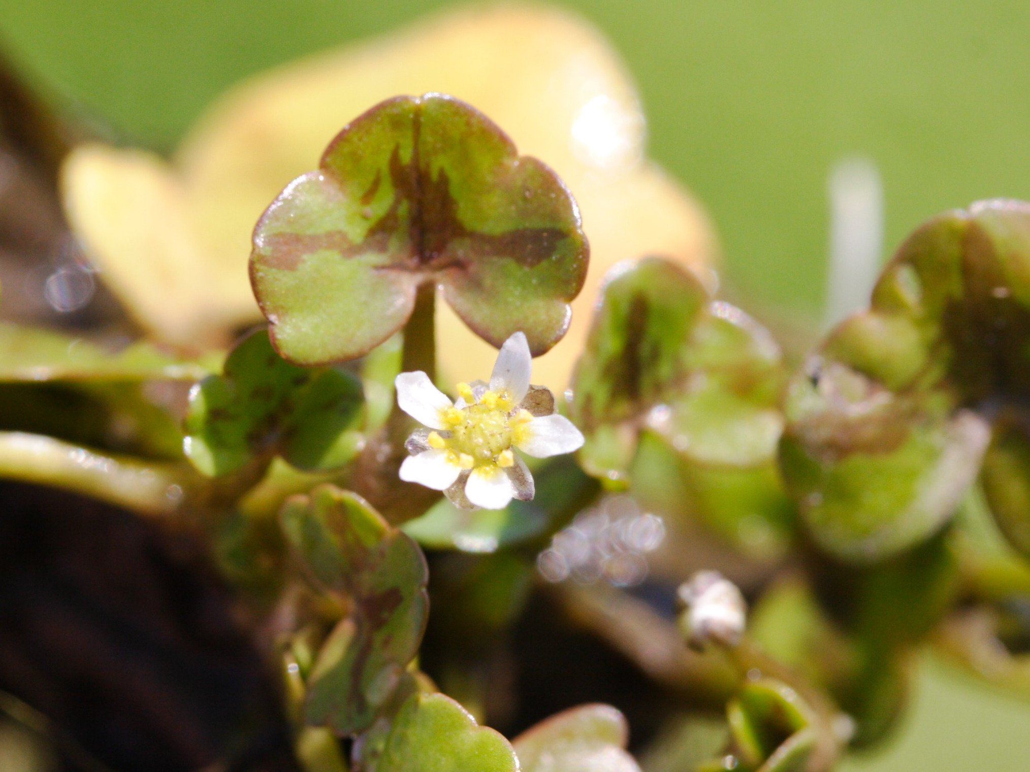 Afficher le média ranunculus_hederaceus3md ranunculus_hederaceus3md