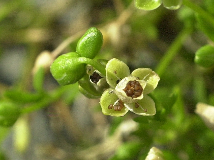 Afficher le média sagina_apetala4md sagina_apetala4md