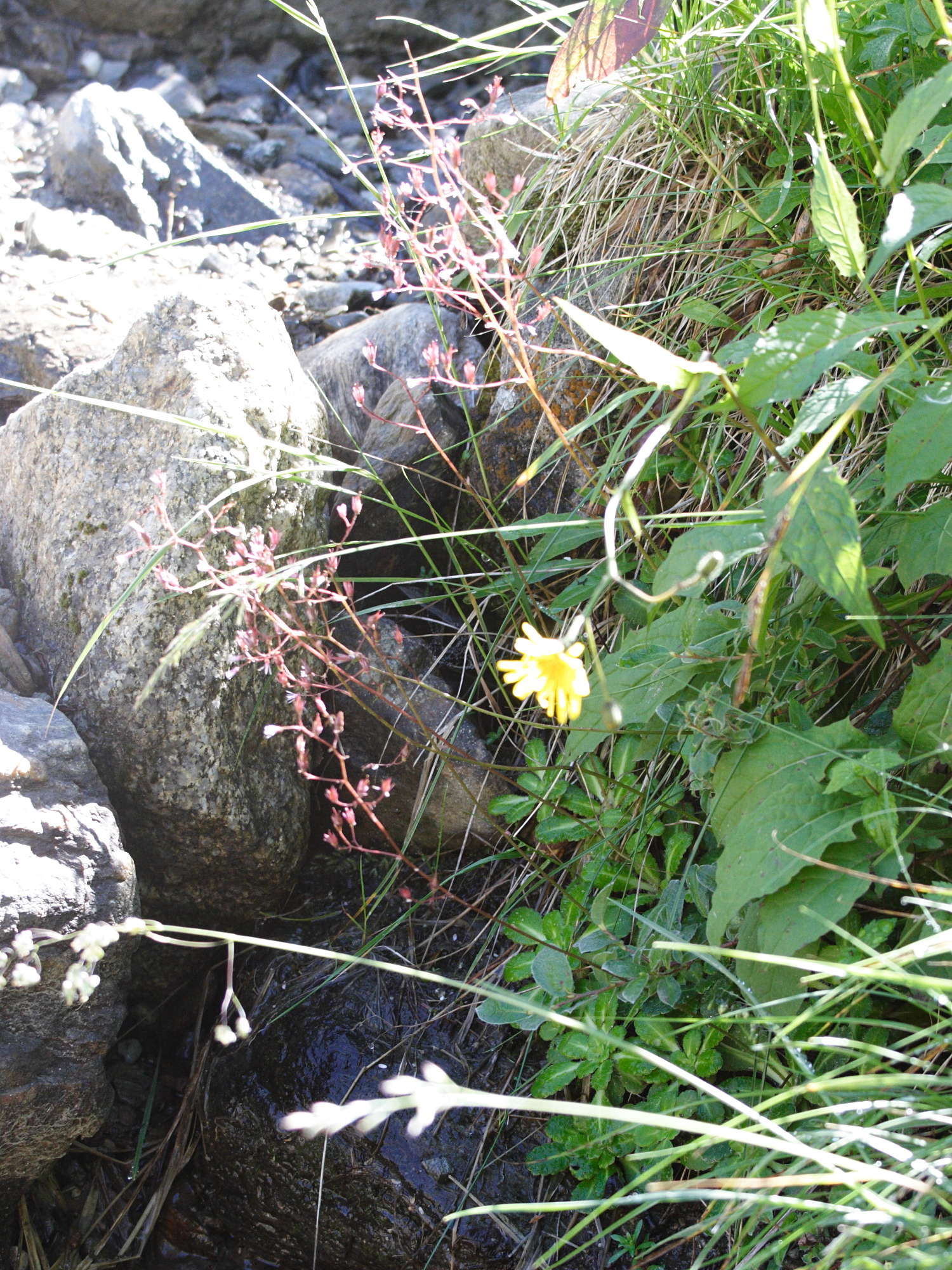 saxifraga_cuneifolia1amd