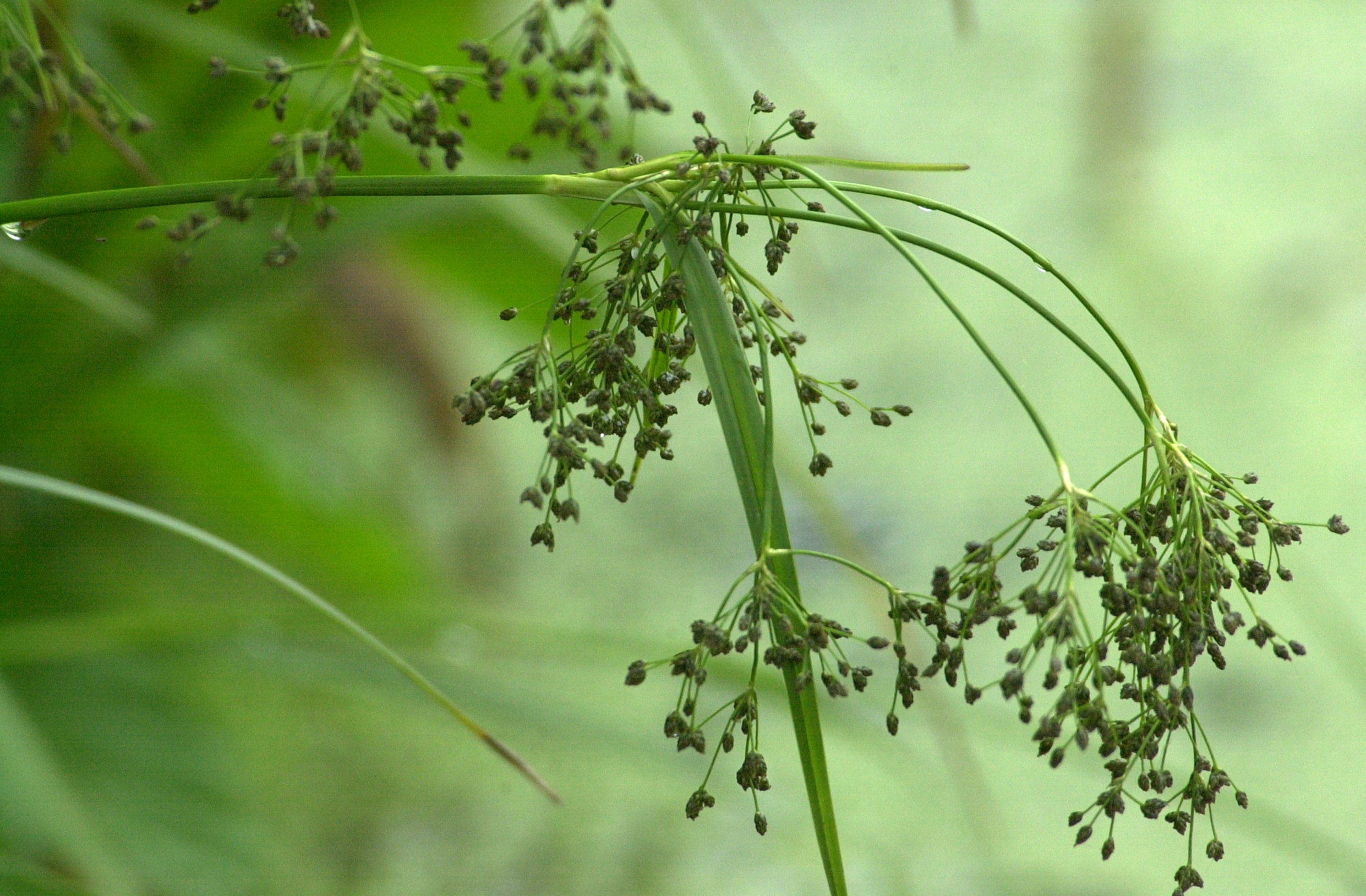 Scirpus_silvaticus
