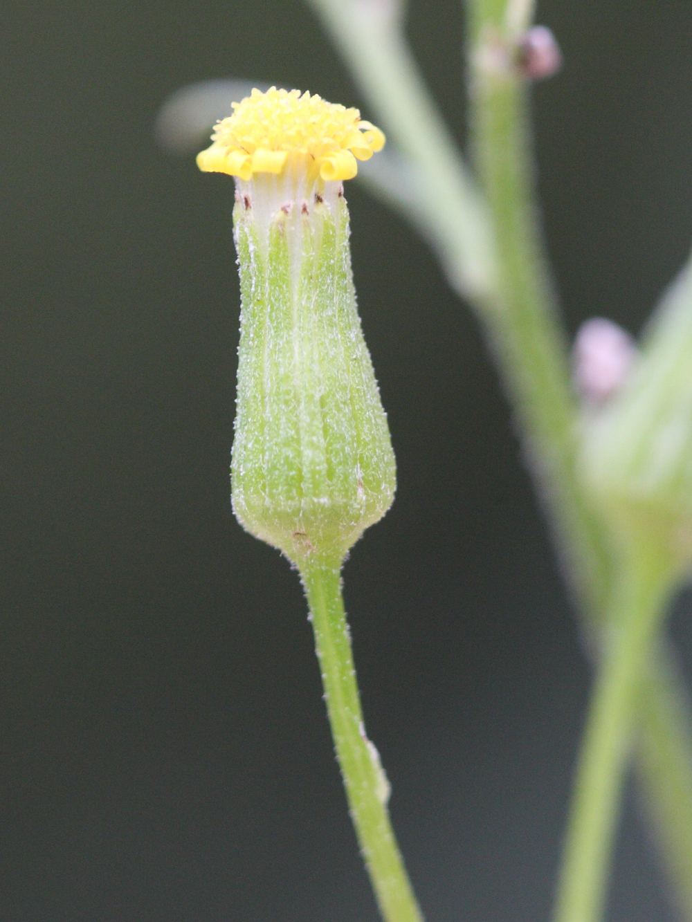senecio_sylvaticus4bd