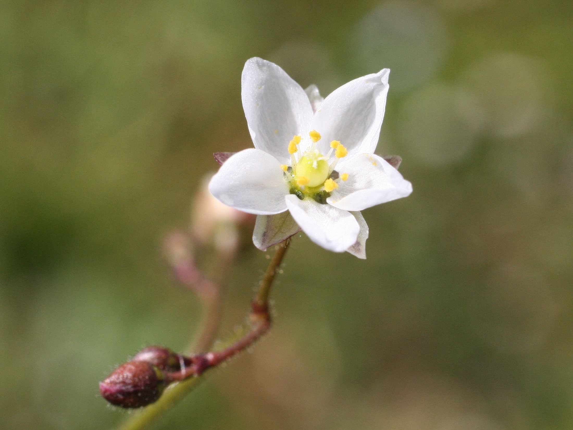 spergula_arvensis3md