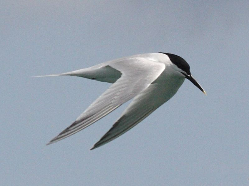 sterne_caugek_-_thalasseus_sandvicensis7bd