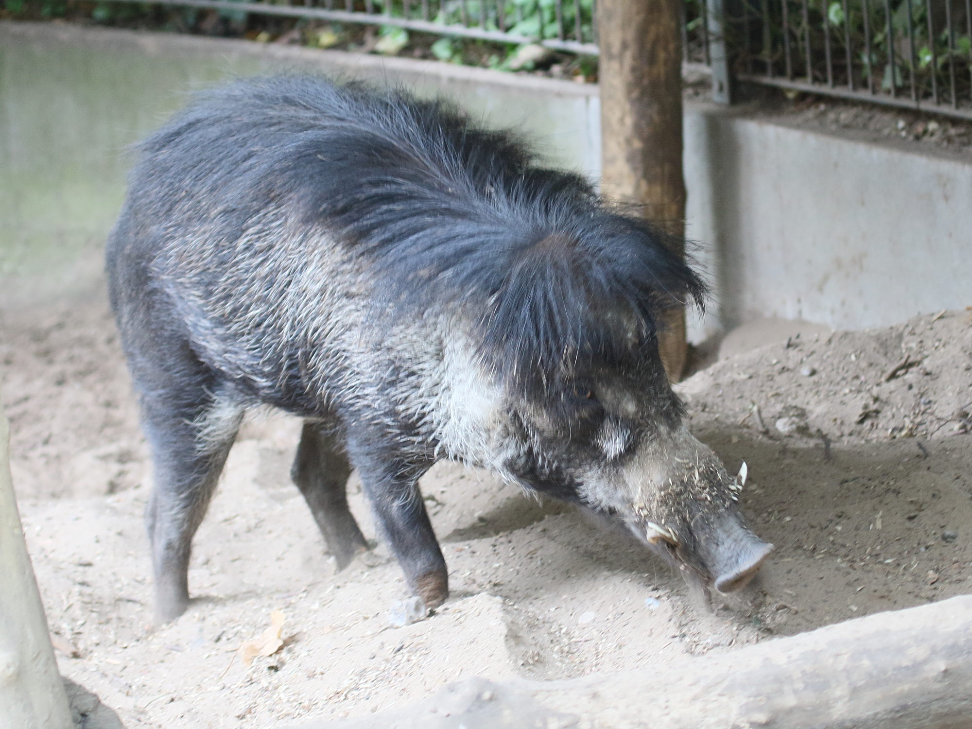 sus_cebifrons_negrinus1bd