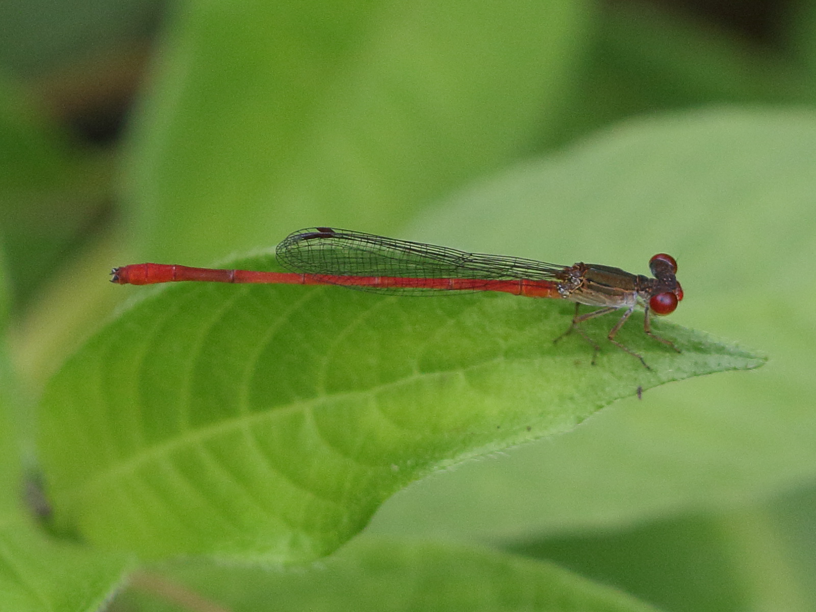 telebasis_digiticollis1bd