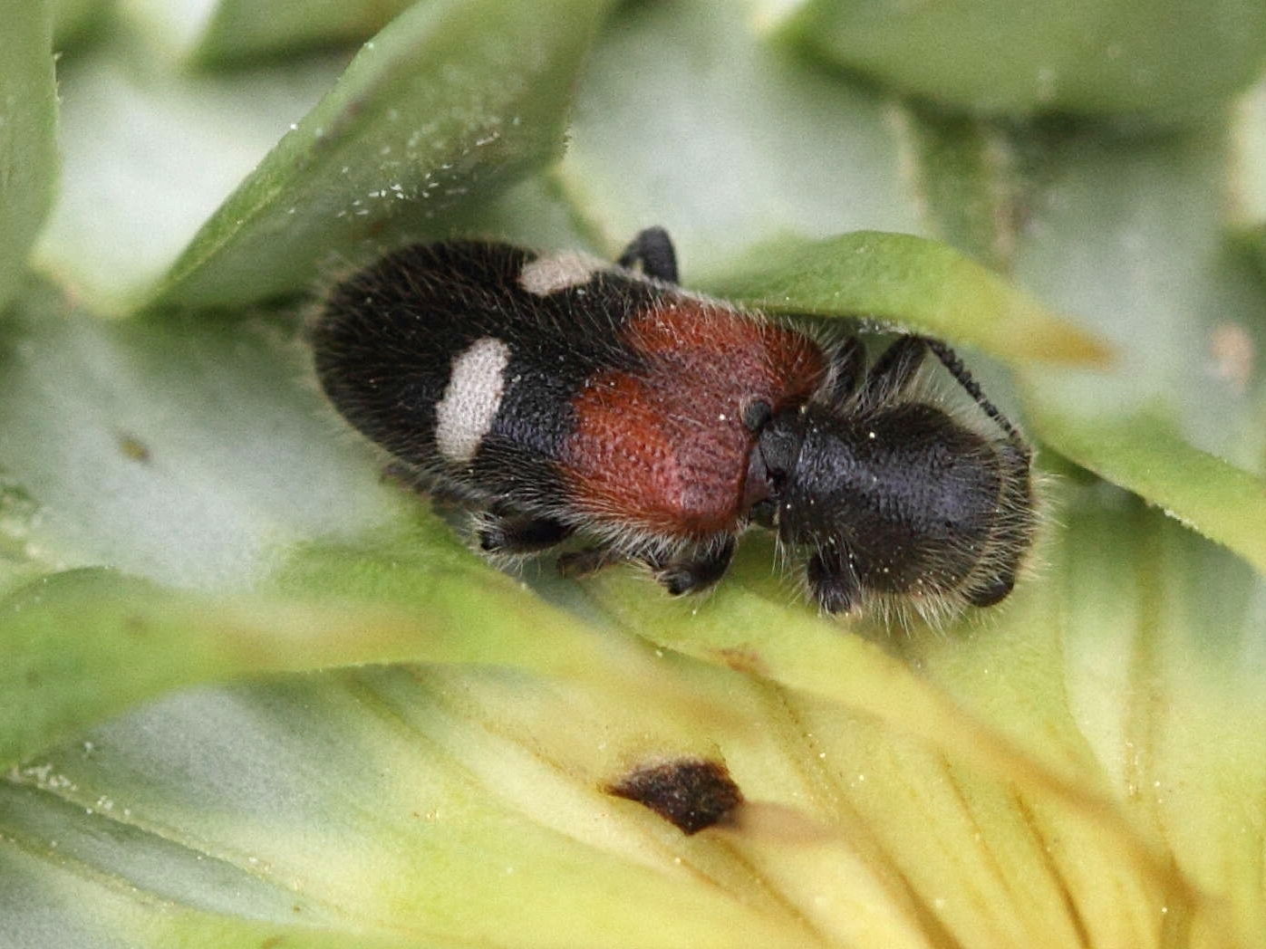 tilloidea_transversalis1bd