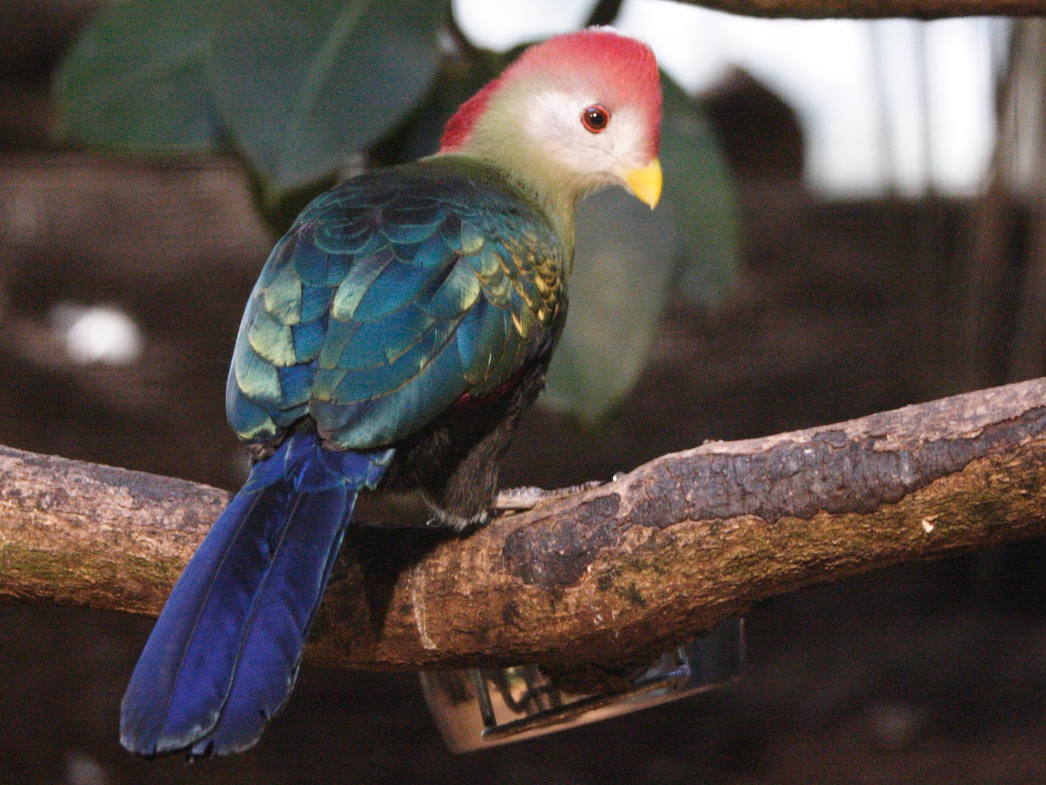 touraco_pauline_2_-_tauraco_erythrolophus2md