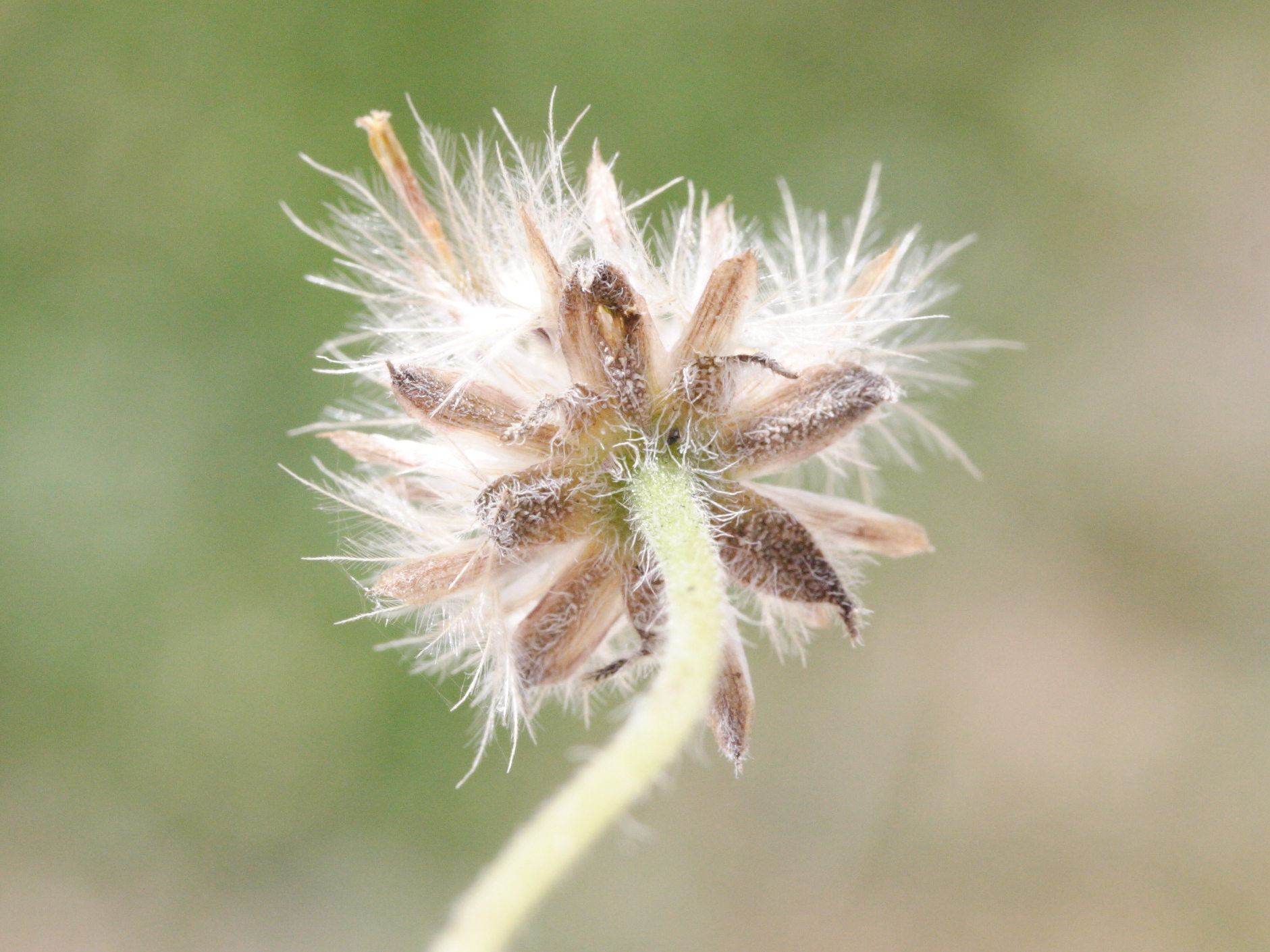 Afficher le média tridax_procumbens6md tridax_procumbens6md