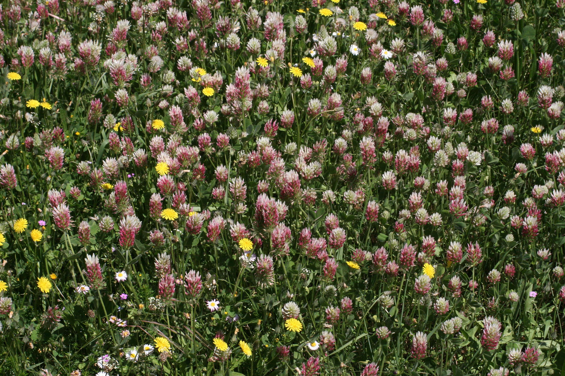 trifolium_incarnatum1md