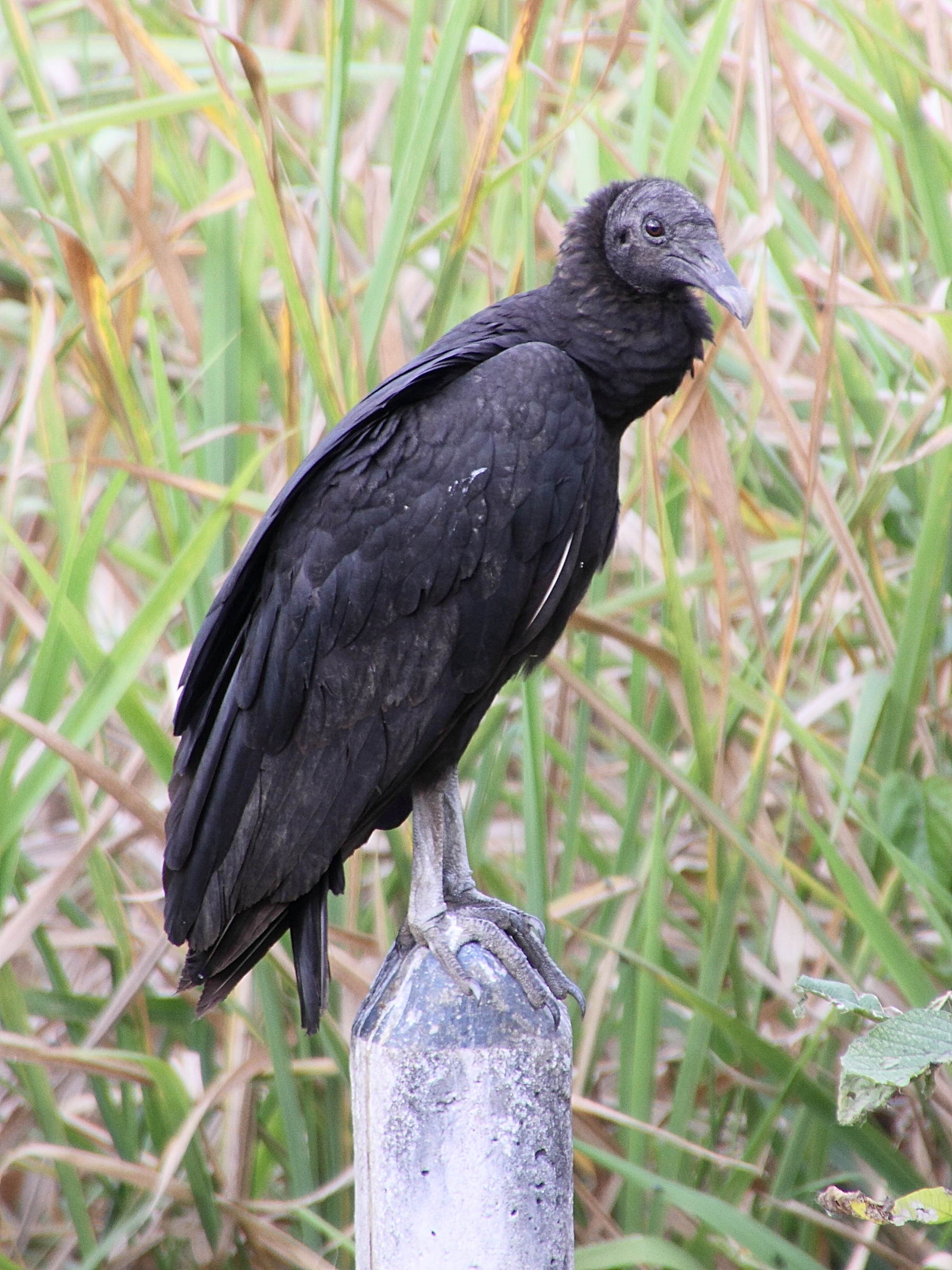 urubu_a_tete_noire_-_coragyps_atratus1md