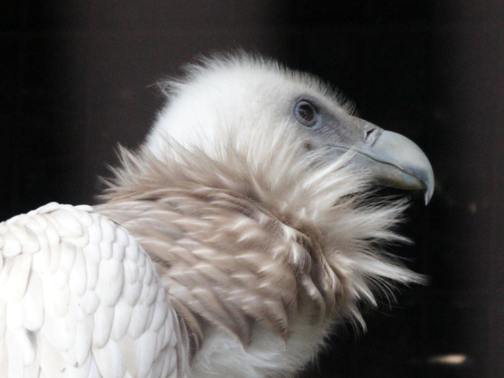 vautour_de_l-himalaya_-_gyps_himalayensis2md