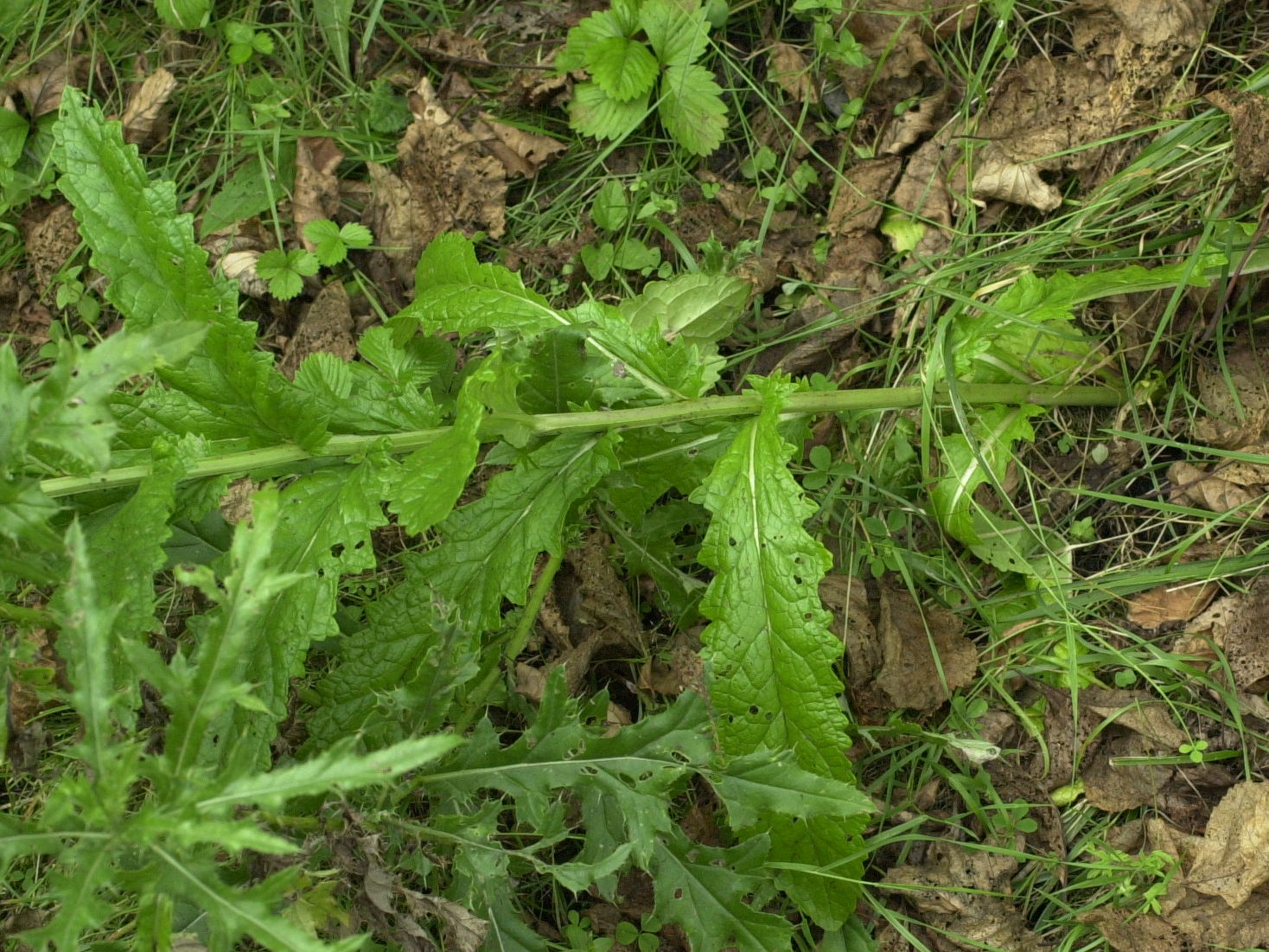Afficher le média verbascum_blattaria2md verbascum_blattaria2md