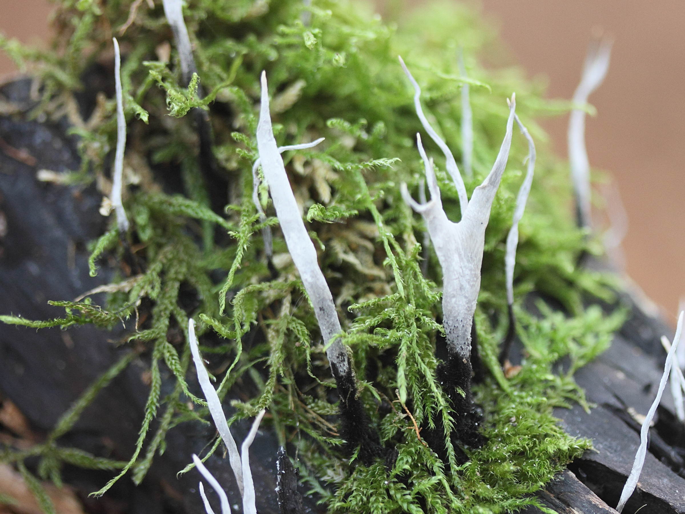 xylaria_hypoxylon4md