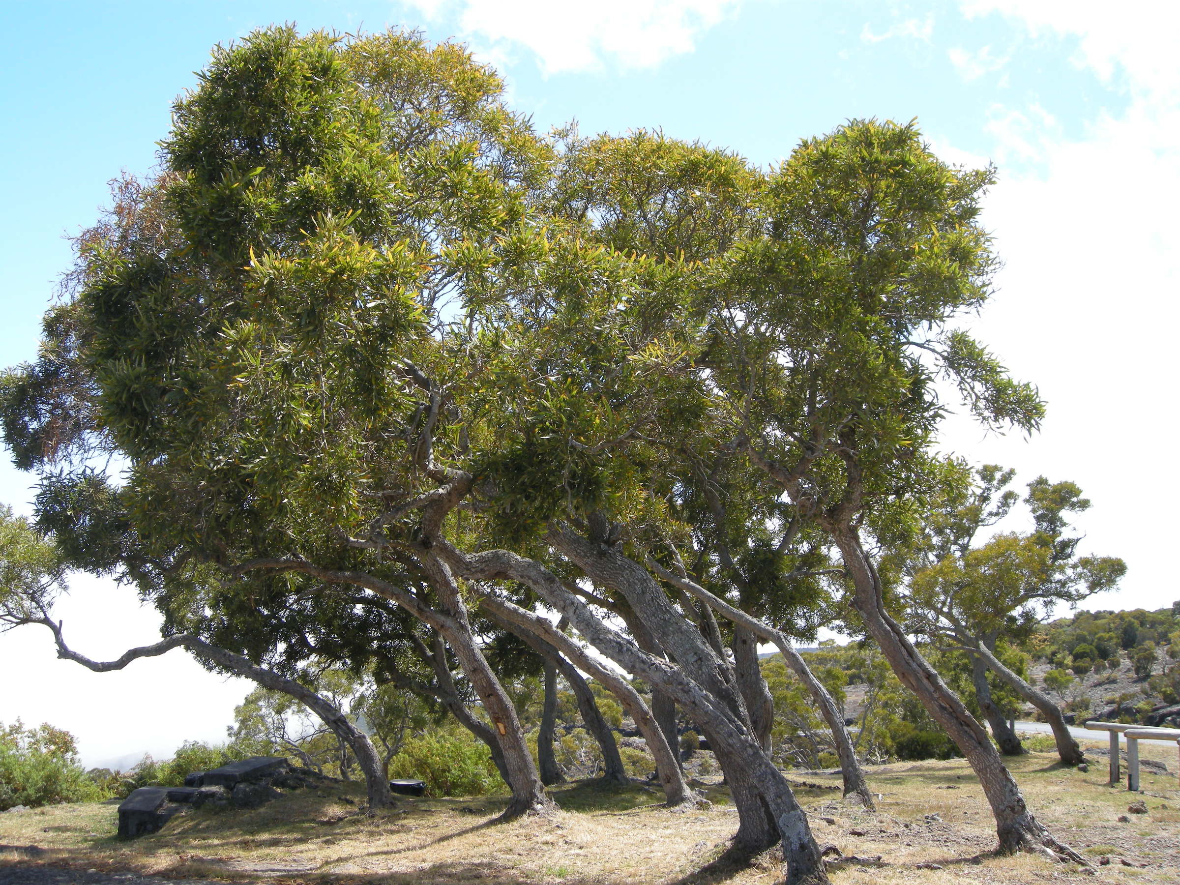acacia_heterophylla1md