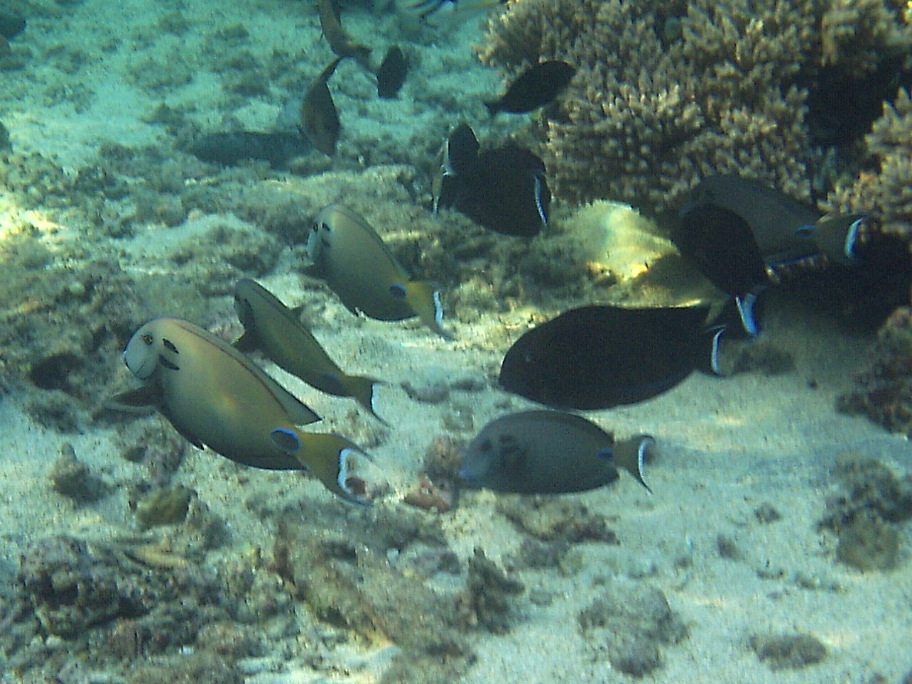 acanthurus_tennentii3bd