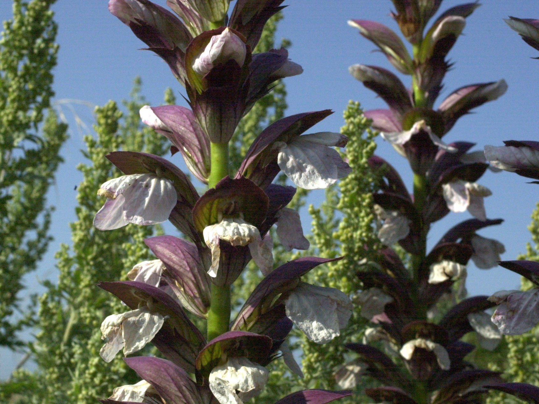 acanthus_mollis4md