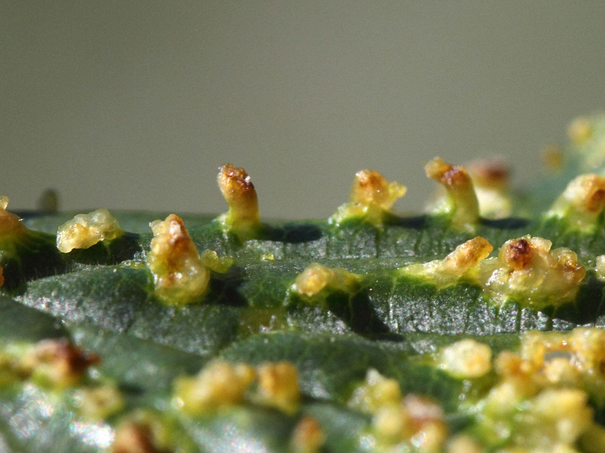 aceria_brevipunctatus_galle2md