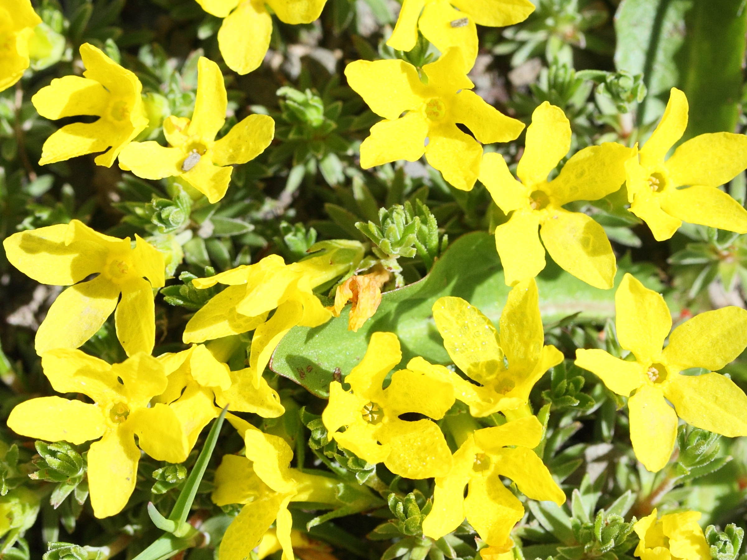 Afficher le média androsace_vitaliana3md androsace_vitaliana3md