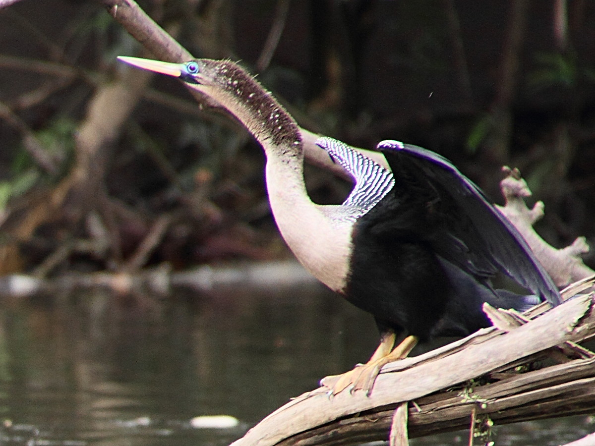 anhinga_d-amerique_-_anhinga_anhinga5md