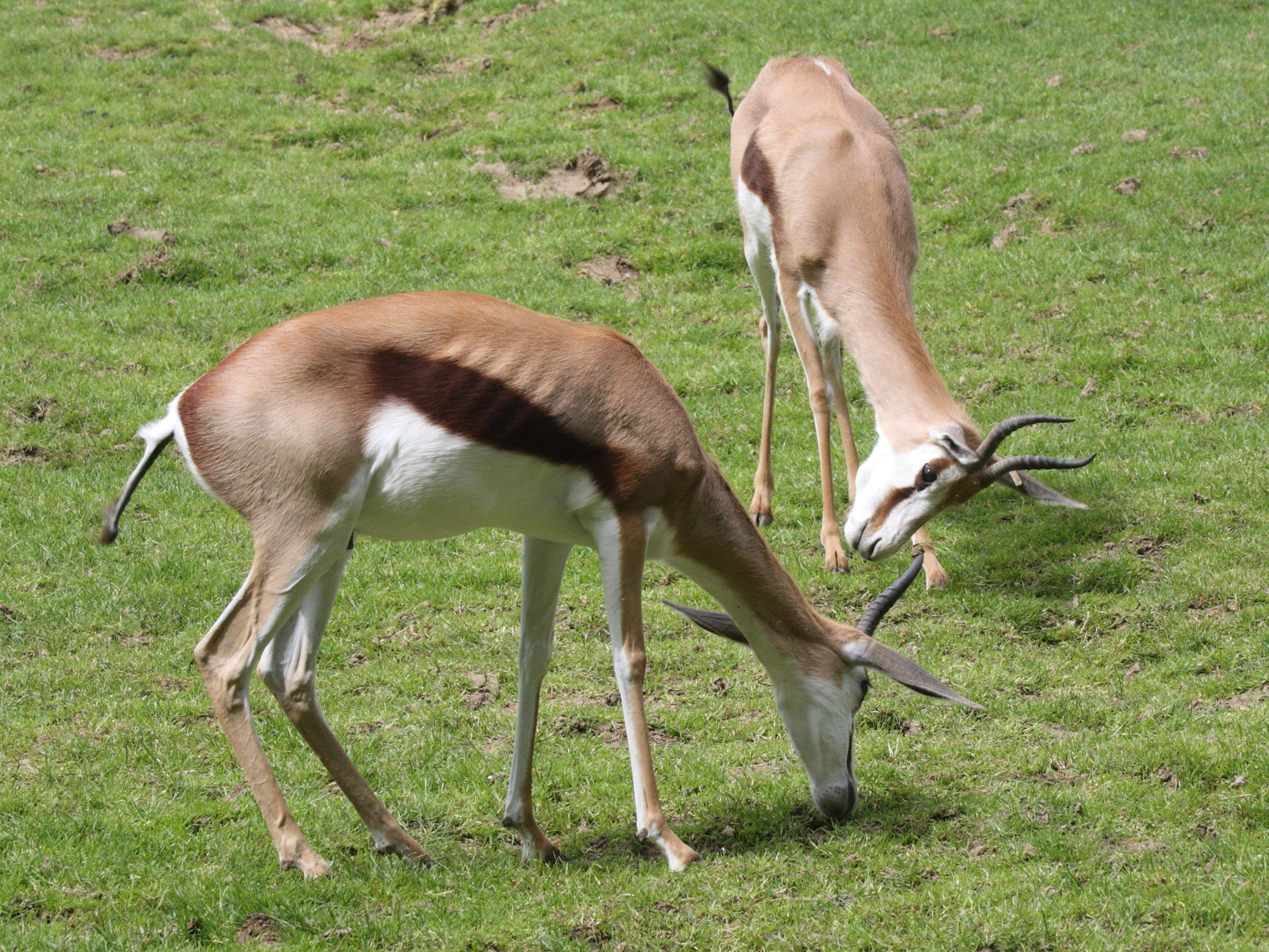 antidorcas_marsupialis1md