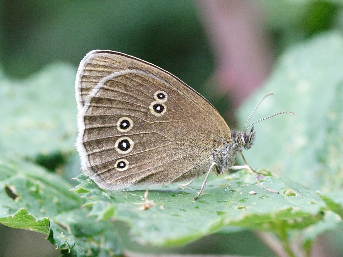 aphantopus_hyperantus3md