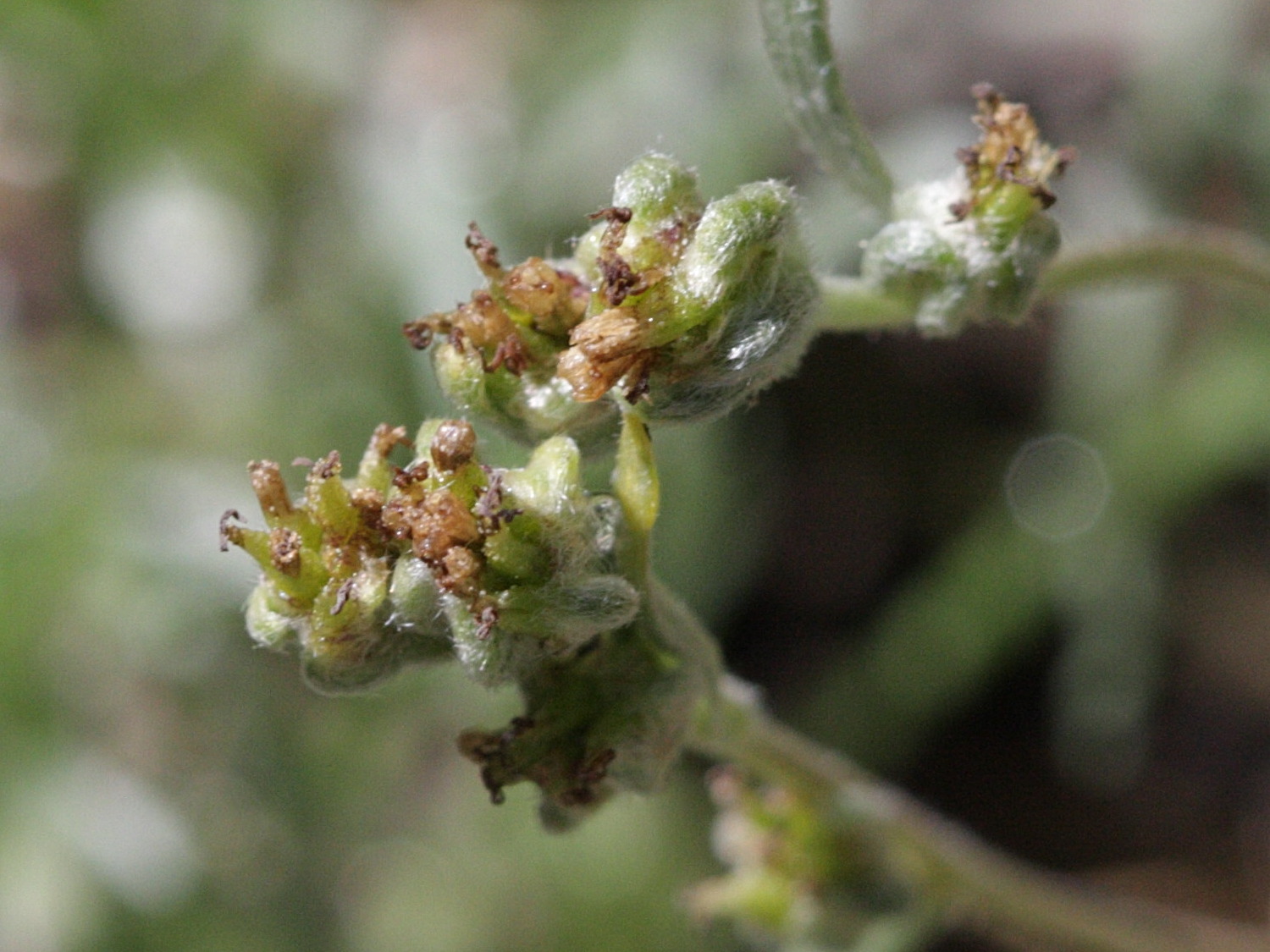 artemisia_eriantha3bd