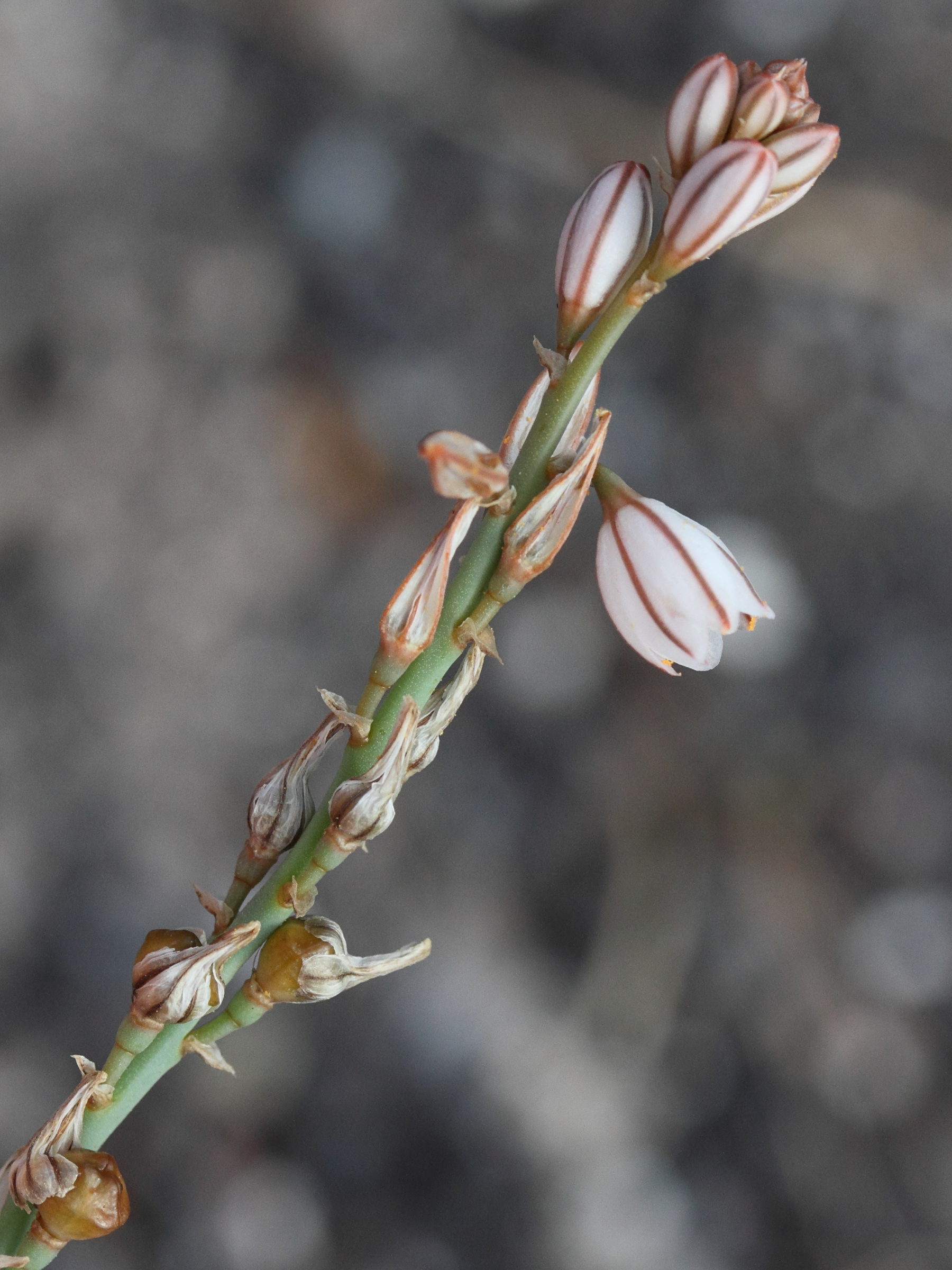 Afficher le média asphodelus_tenuifolius2md asphodelus_tenuifolius2md